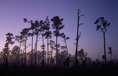 p2007 01 sony 01430p2