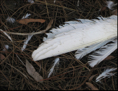 p2011 01 c 6385m